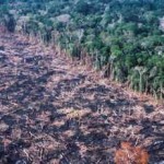 Amazon forest cleared by burning